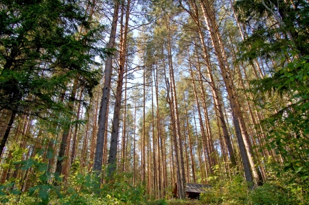 izba in the woodの写真素材