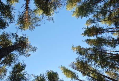 tops of trees against the blue skyの写真素材