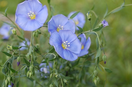 flowers blue flax の写真素材