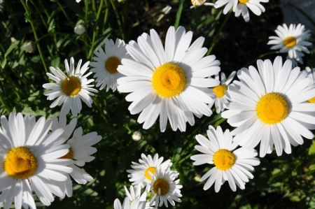 white daisiesの写真素材