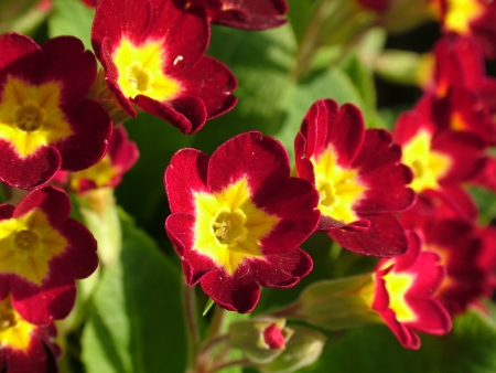 daisy flowersの写真素材