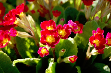 daisy flowersの写真素材