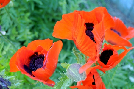 red poppiesの写真素材