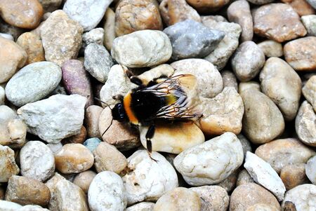 drone insectの写真素材