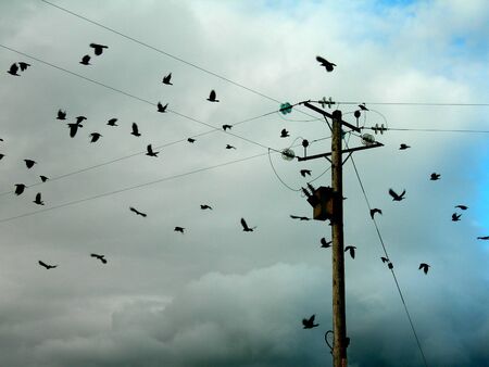 pole with birdsの写真素材