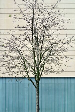 tree with building in the background