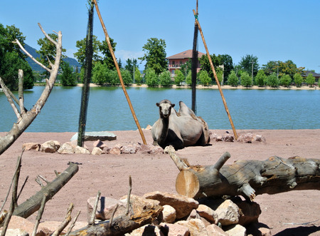 camelの写真素材