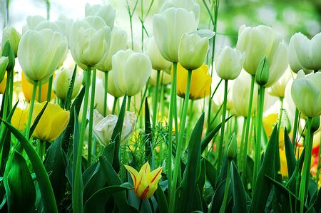 white tulipsの写真素材