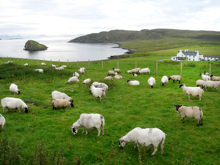 Scottish landscape with sheepの写真素材
