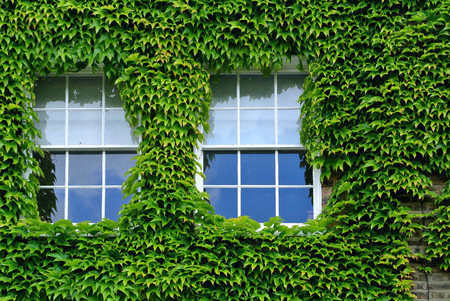 ivy facadeの写真素材