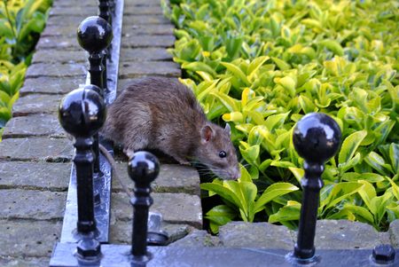 hedge and boundary wall with mouseの写真素材