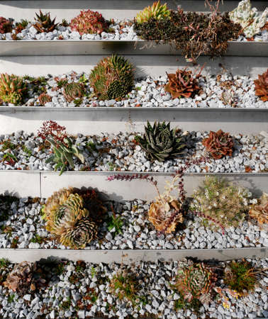 ecological green roof with plantsの写真素材