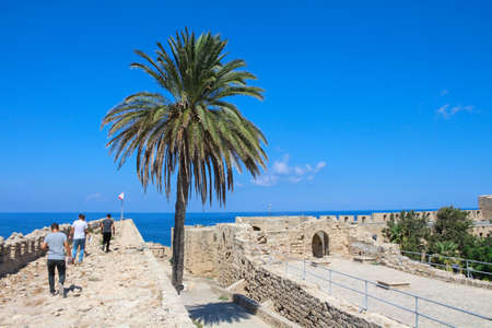 A palm tree growing in the fortress city of Kyrenia on the Mediterranean coast. Kyrenia. Cyprus.
