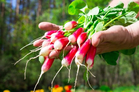 A bunch of fresh red and white radishes (lat. Raphanus sativus) on male palms against a background of flowers and trees.の写真素材