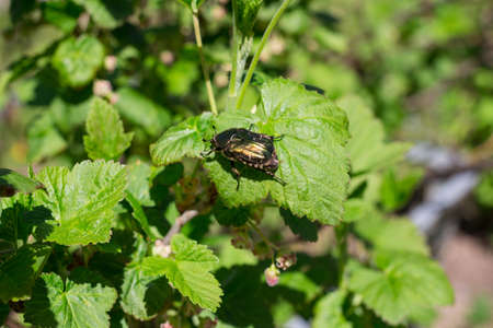A large green beetle with furry legs sits on a currant leaf.の写真素材