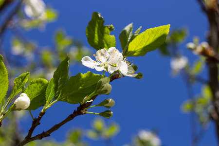 Cherry blossoms and buds (lat. Cerasus) against the blue sky.