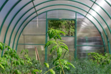 Tomato sprouts (SolÃ¡num lycopÃ©rsicum), planted in a greenhouse.の写真素材
