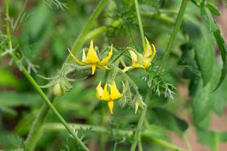 Flowers and small fruits of tomato (lat. Solanum lycopersicum), grown in a greenhouse.の写真素材