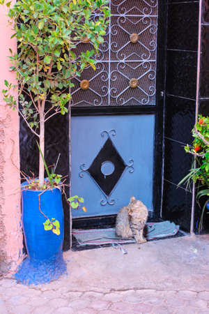 A cat sitting on a small carpet in frot of a traditional Moroccan door with an ornament in the street of Marrakeshの写真素材