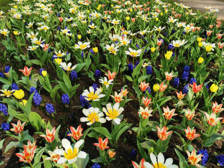 A large flower bed with white-yellow and white - red tulips, and muscari, on a sunny spring day. The festival of tulips on Elagin Island in St. Petersburg.の写真素材