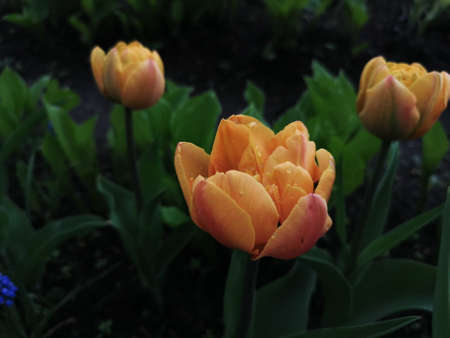 Yellow with orange veins double peony-shaped tulip among green leaves. The festival of tulips on...