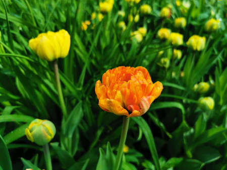 Orange terry tulip among green leaves. The festival of tulips on Elagin Island in St. Petersburg