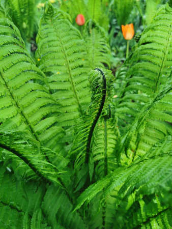 A young fern on a flower bed in a park on Elagin Island in St. Petersburgの写真素材