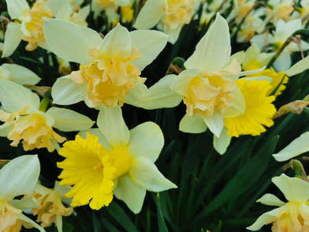 White terry daffodil with a yellow and orange center in green leaves. The festival of tulips on...