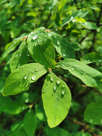 Drops of water on the green leaves of a shrub, shining in the sun, in the park on Elagin Island of...