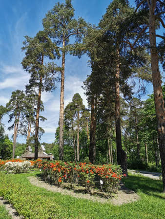 The entrance to the Monrepos Park in Vyborg with tall pines and blooming rhododendrons.の写真素材