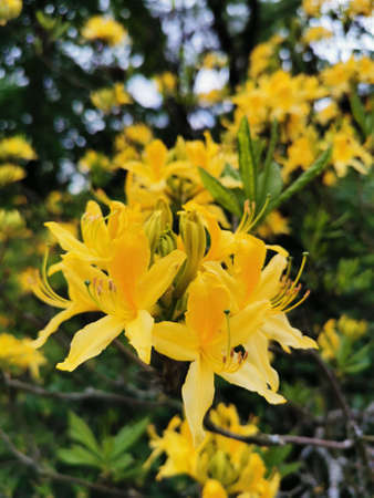 Flowers and buds of yellow rhododendron in the botanical garden of St. Petersburg.の写真素材