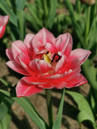 Pink-scarlet terry with white tips peony-shaped terry tulip among green leaves. The festival of tulips on Elagin Island in St. Petersburg.の写真素材