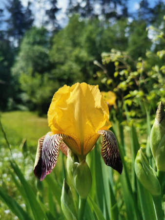 Close-up of yellow-lilac with tiger iris flowers (lat. Iris) on a green background.