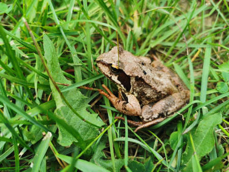 A small brown frog with orange legs, sitting among the green grass on a sunny summer morning.の写真素材