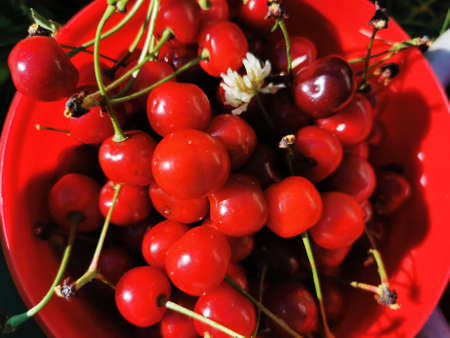 Berry background. Ripe cherry picked in your own garden, ripe, with twigs, in a red bowlの写真素材