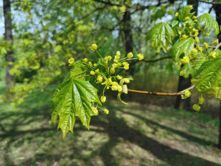 Maple flowers and young emerald leaves on a sunny spring day in the park on Elagin Island in St. Petersburg.の写真素材