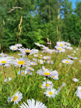 Many lilac Erigeron (Latin Erigeron) with sharp thin petals, very similar to daisies.