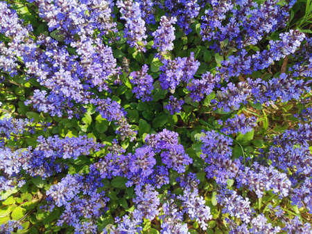 Close-up of purple flowers of decorative moss on a background of green leaves.