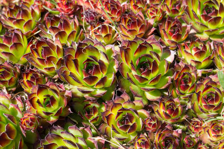 Two large flowers molodilo (lat. SempervÃ­vum) against a background of small ones. Leningrad region.Russia.の写真素材
