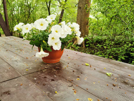 A flower pot with a white petunia on a brown wooden table in the park on Elagin Island in St....