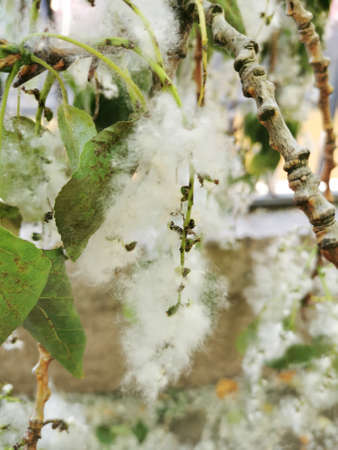 A branch of a poplar tree in down on the cast-iron fence of the Catherine Park of the city of Kronstadt, on the bank of the Obvodny Canal.の写真素材