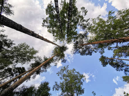 Bottom view of the crowns of deciduous trees and ship pines against a beautiful sky with clouds.の写真素材