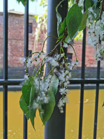 A branch of a poplar tree in down on the cast-iron fence of the Catherine Park of the city of...