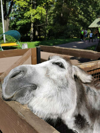 A donkey laid its head on a wooden partition in the park on a sunny summer day.