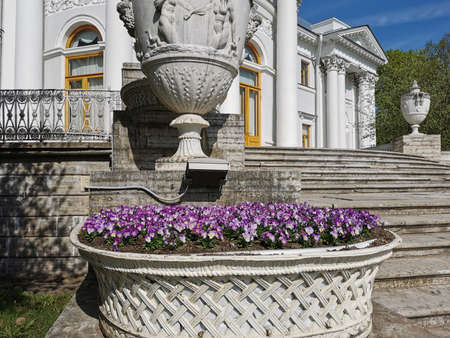 A flowerbed with a pink viola next to the vase of the Elaginoostrovsky Palace in the park on Elagin Island in St. Petersburg.のeditorial素材