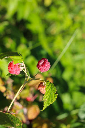 A branch of forest raspberries with ripe red berries on a green background.の写真素材