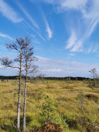 View from the Sestroretsk swamp ecotrope, on dry grass and low small trees growing in the swamp....