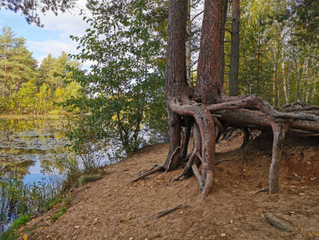 The roots of a pine tree of a bizarre shape, on the sandy shore of a forest lake on the Sestroretsk swamp ecotrope on a sunny autumn day.の写真素材