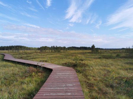 A fragment of the flooring made of brown boards of the Sestroretsk swamp ecotrope without people, passing directly over the swamp. On a warm, sunny autumn day against the background of a blue sky with beautiful clouds.の写真素材