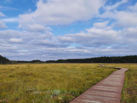 Wooden flooring - a section of the Sestroretsk swamp ecotrope, passing directly over the swamp,...